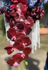 Burgundy Phalaenopsis flower seeds