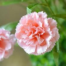 Baby Pink flower seeds
