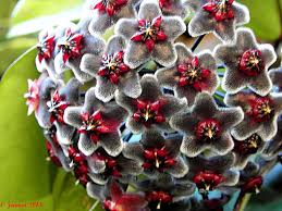 Black Red flower seeds
