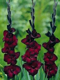 Red Black flower seeds