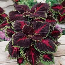 Maroon Coleus flower seeds