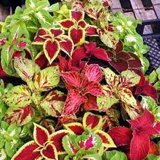 Green Coleus flower seeds