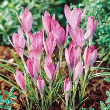 Baby Pink flower seeds
