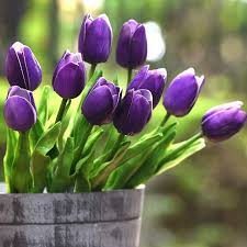 Purple Tulip flower seeds