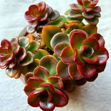 Brown Green flower seeds