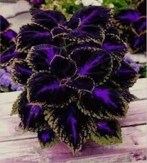 Black Coleus flower seeds