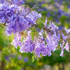 Lavender Jacaranda flower seeds