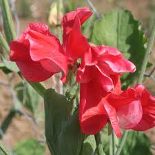 Red Sweet flower seeds
