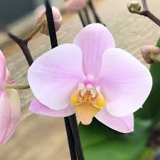Light Pink flower seeds