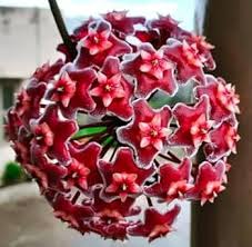 Red Carnosa flower seeds