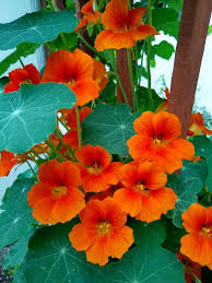 Orange Nasturtium flower seeds
