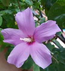 Lavender Hibiscus flower seeds