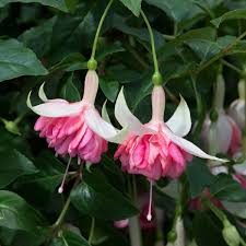 Peach Fuchsia flower seeds