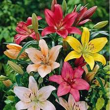 Lilium flower seeds