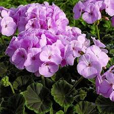 Lavender Geranium flower seeds