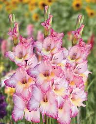 Pink White flower seeds