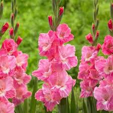 Dark Pink flower seeds
