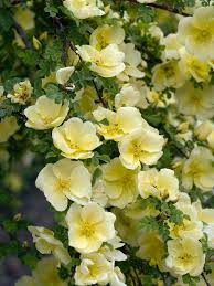 Yellow White flower seeds