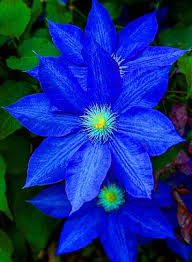 Dark Blue flower seeds