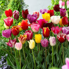 Tulip flower seeds