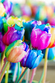 Rainbow Tulip flower seeds