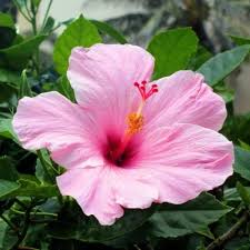 Pale Pink flower seeds