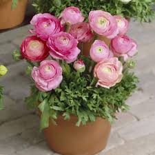 Light Pink flower seeds