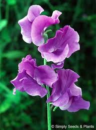 Purple Sweet flower seeds