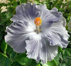 Dark Gray flower seeds