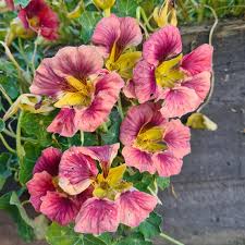 Purple Nasturtium flower seeds