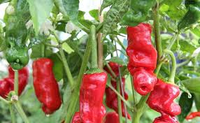 Peter Pepper Seeds