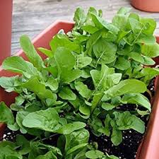 Rocket Arugula Seeds