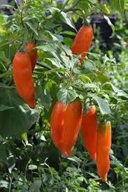 Amarillo Chili Pepper Seeds