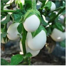 White Eggplant Seeds
