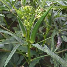 Okra Seeds