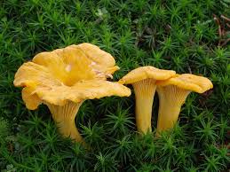 Girolle Mushroom Seeds