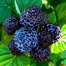 black raspberry seeds