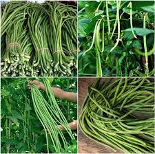 Asparagus Bean Seeds