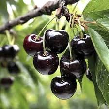black cherry seeds