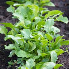 Rocket Arugula Seeds for Planting – Heirloom Non-GMO Garden Seeds