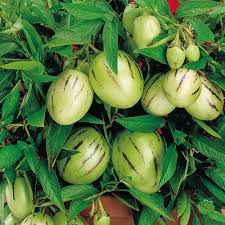 Pepino Melon Seeds