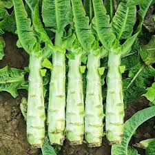 Celtuce Seeds for Planting – Heirloom Non-GMO Garden Seeds