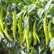 Light Green Bell Pepper Seeds