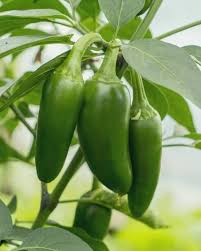Jalapeño Pepper Seeds for Planting – Organic Garden Seeds