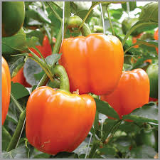 Orange Bell Pepper Seeds