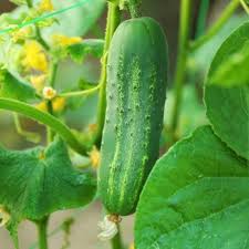 Cucumber Seeds