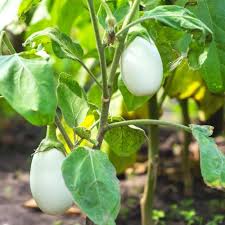 Green Eggplant Seeds
