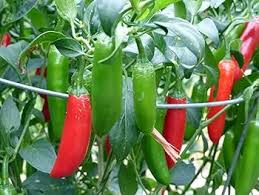 Serrano Pepper Seeds for Planting – Heirloom Hot Pepper Seeds