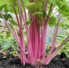Pink Plume Celery Seeds for Planting – Heirloom Celery Garden Seeds