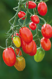 Grape Tomato Seeds